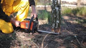 How Our Tree Care Process Works  in  San Augustine, TX